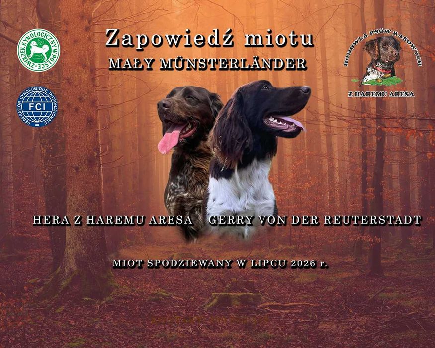 Mały Munsterlander szczeniak!