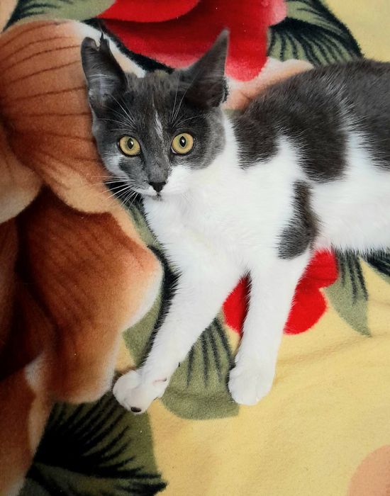 Стерилизованая молодая кошечка ищет дом! Отдам в хорошие руки!