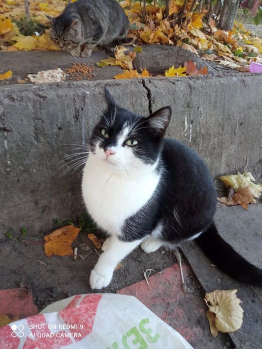 Аліса у відповідальну сім'ю