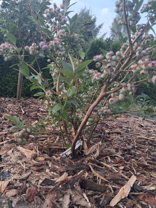 Kora drzewna , zrębka mix, wyściółka,ściółka,zrębka.