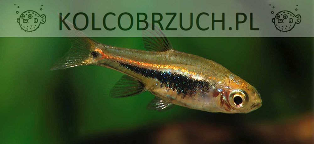 Razbora karłowata - Boraras urophthalmoides - Rasbora - dowóz, wysyłka