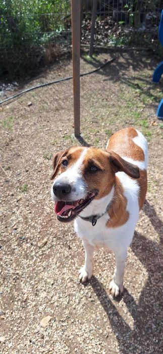 Daisy - Cadela média para adoção
