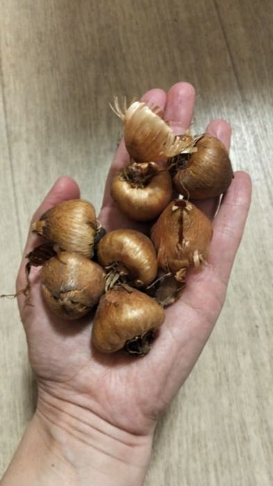 Продам гладіолус Мюррея (ацидантера)