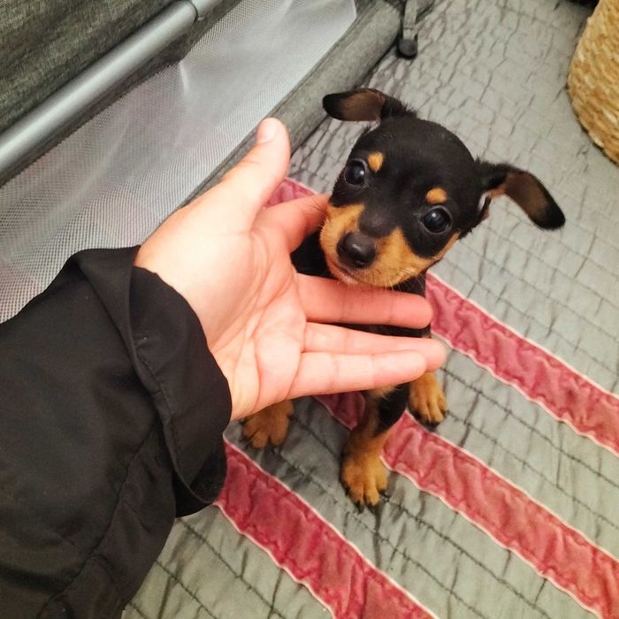 Pinscher belíssimo macho