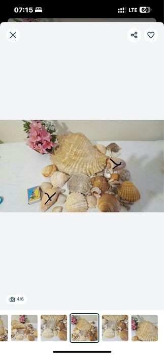 Морські мушлі для декору, для акваріуму