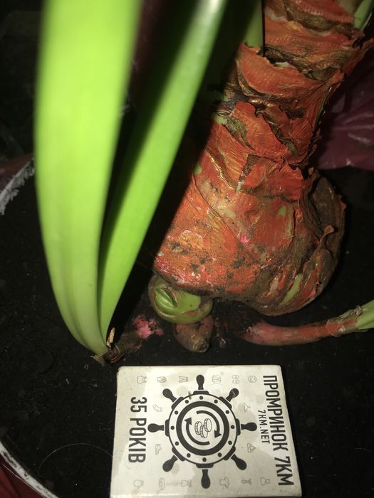 Амариллис гипеаструм,  комнатное растение, лилия, цветок