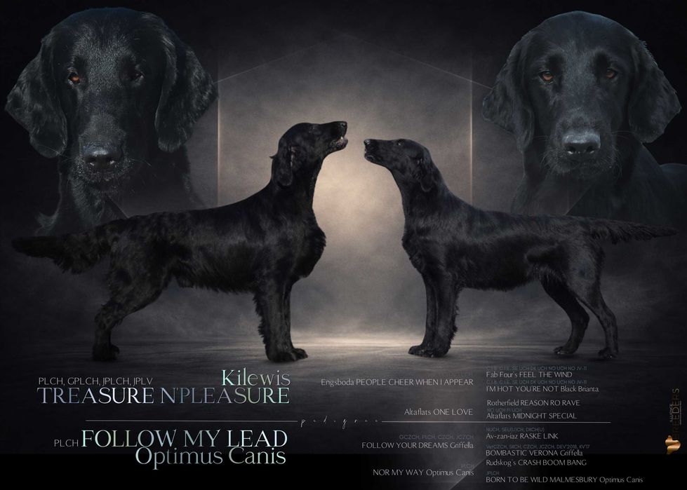 FLAT COATED RETRIEVER - super chłopczyk z potencjałem :)