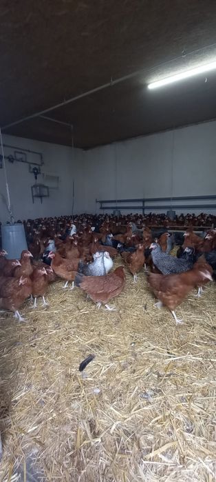 Młode kury nioski Rosa