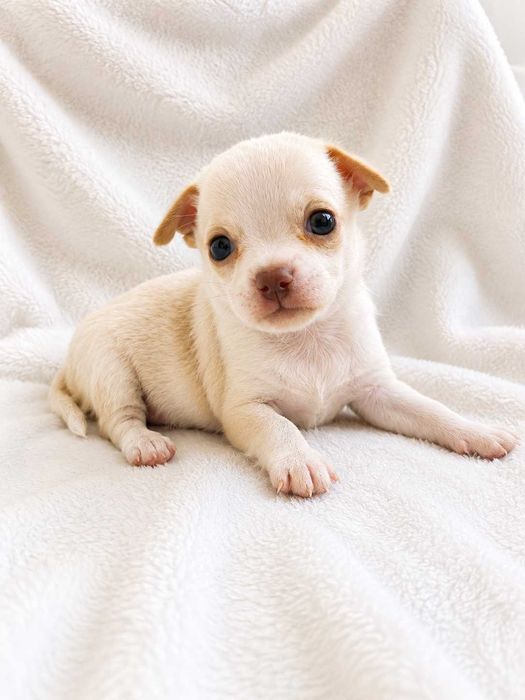 Menino chihuahua miniatura