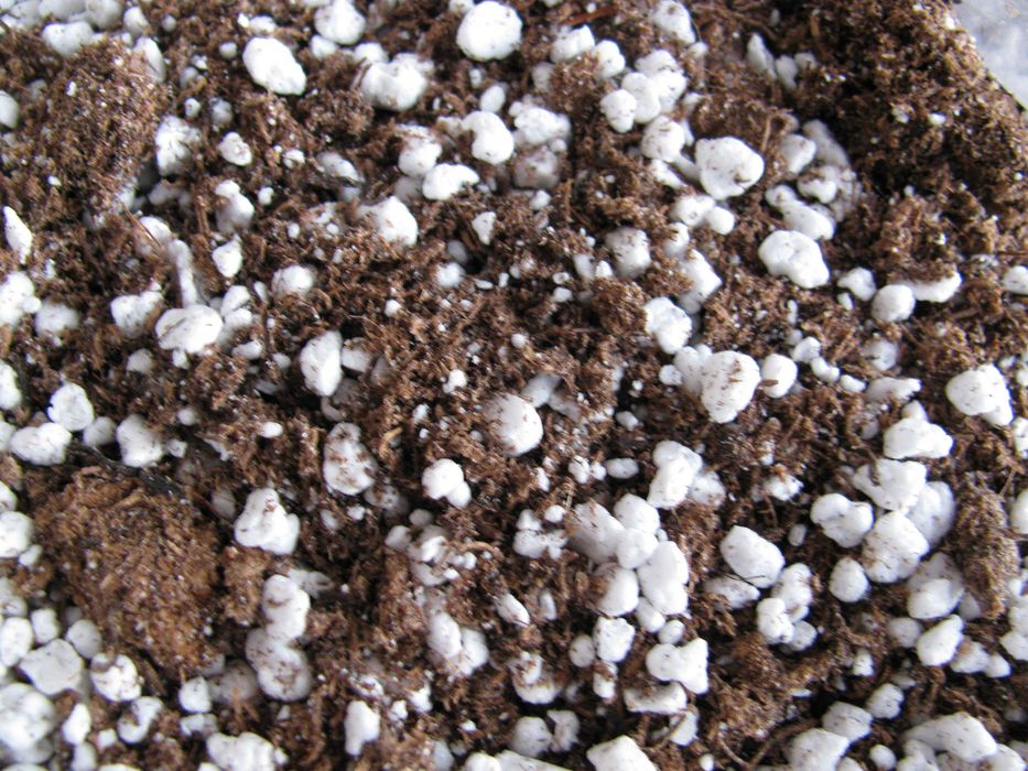 KIT COMPLETO para Planta Carnivora Drosera Spatulata