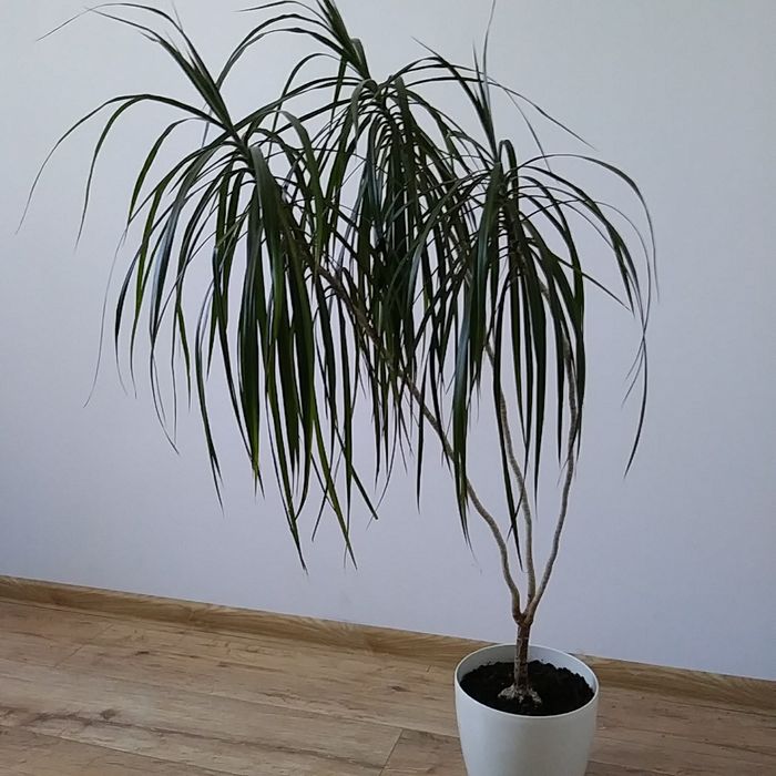 Sprzedam kwiaty doniczkowe