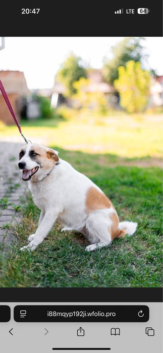 Прилаштовується собака