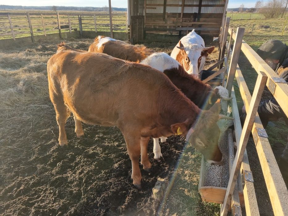 Jałówki 19 miesięczne do zacielenia