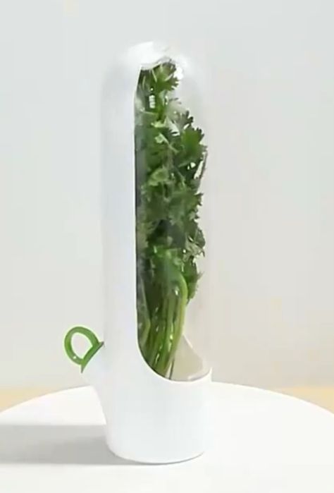 Caixa de conservação de ervas aromáticas
