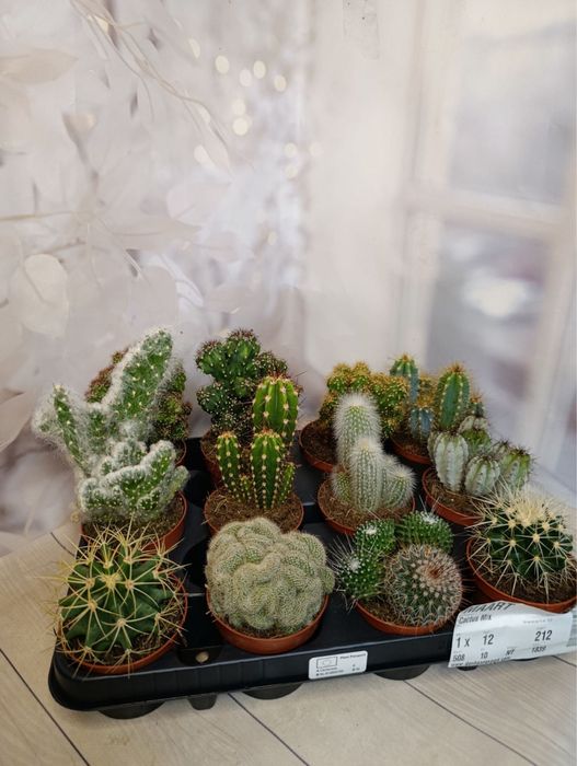 Камелія.Лілія.Кактуси.Калатея.Троянда.