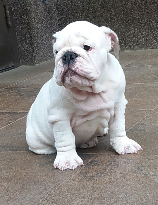 Англiйський бульдог