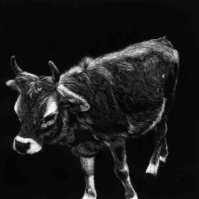 Desenho scratchboard vaca cachena inspirado Norte Portugal Soajo arte