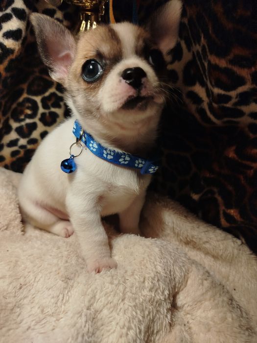 Самый лучший друг это чихуахуа мини мальчик Коби тип