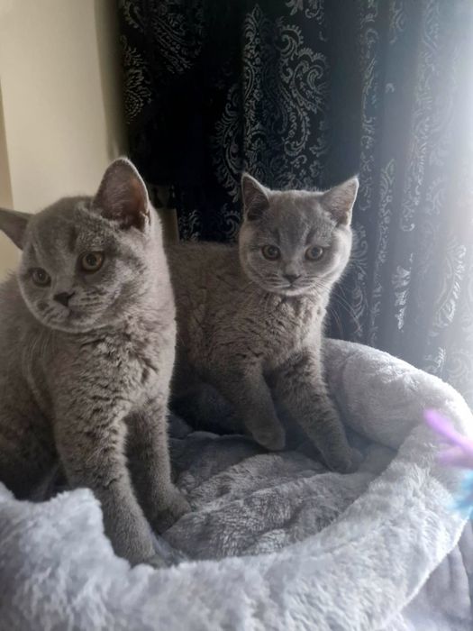 Kotka, kocurek, kocięta Brytyjskie FPL/FIFE