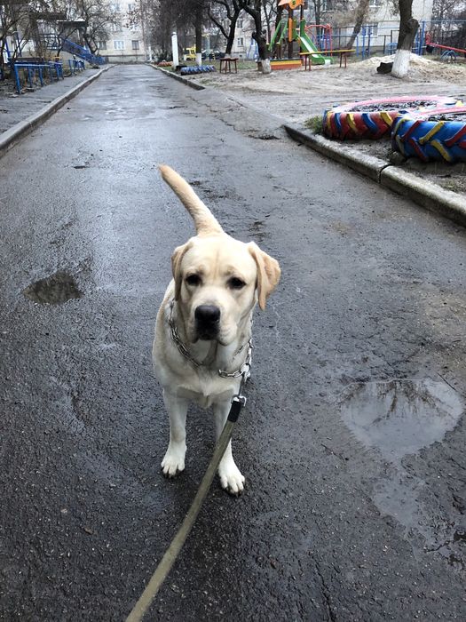 Пропала собака лабрадор