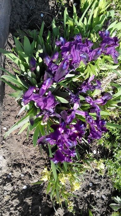 Садові квіти для саду