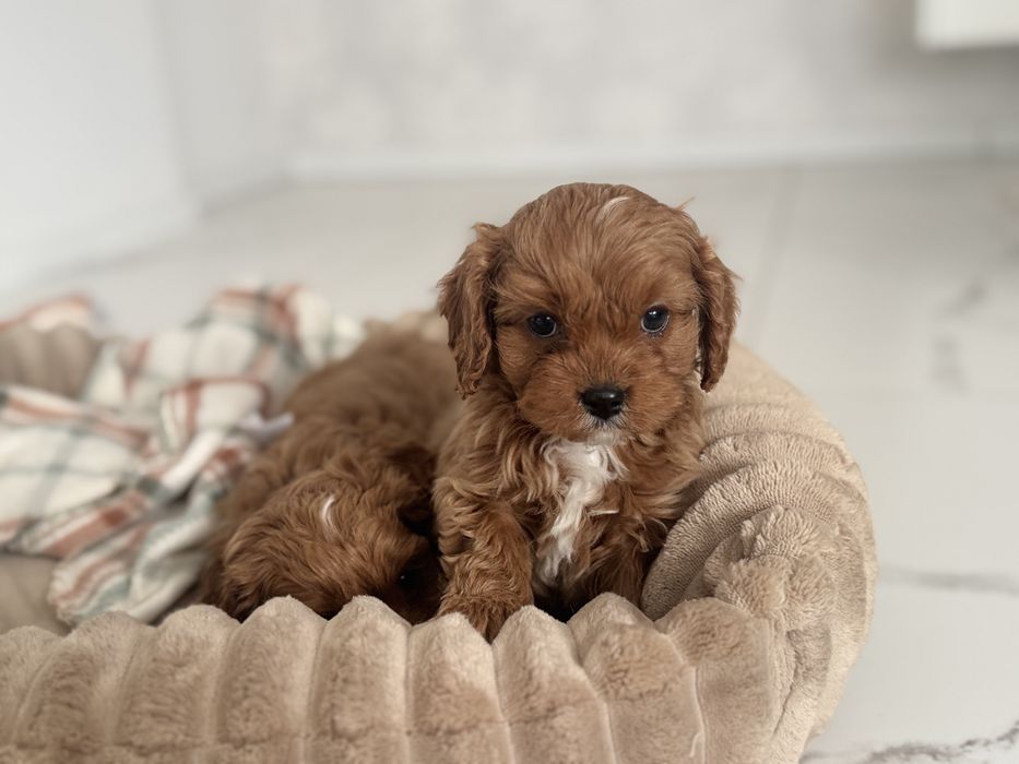 Cavapoo - piesek ;)
