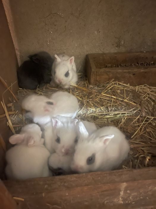 Coelhos anões angora