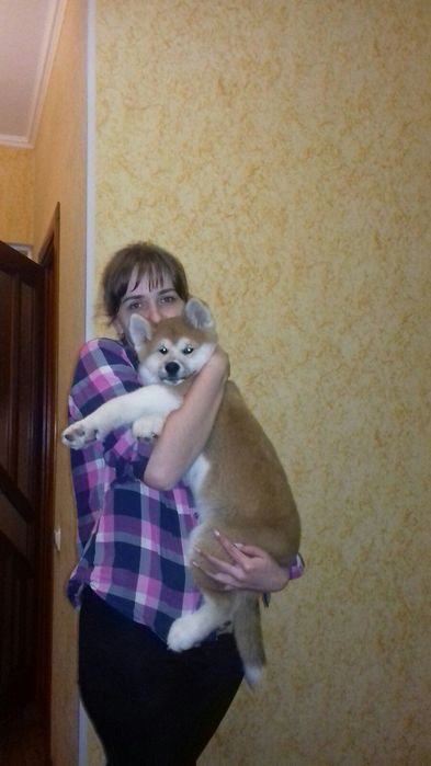 В’язка Акіта іну хлопчик