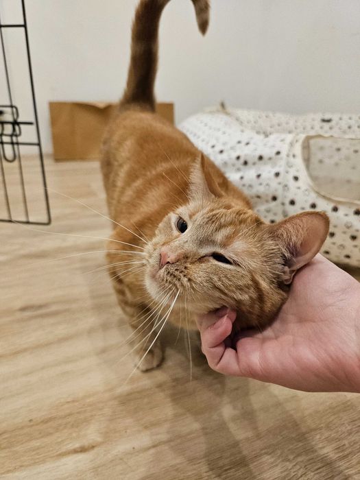Nieśmiała kotka do adopcji