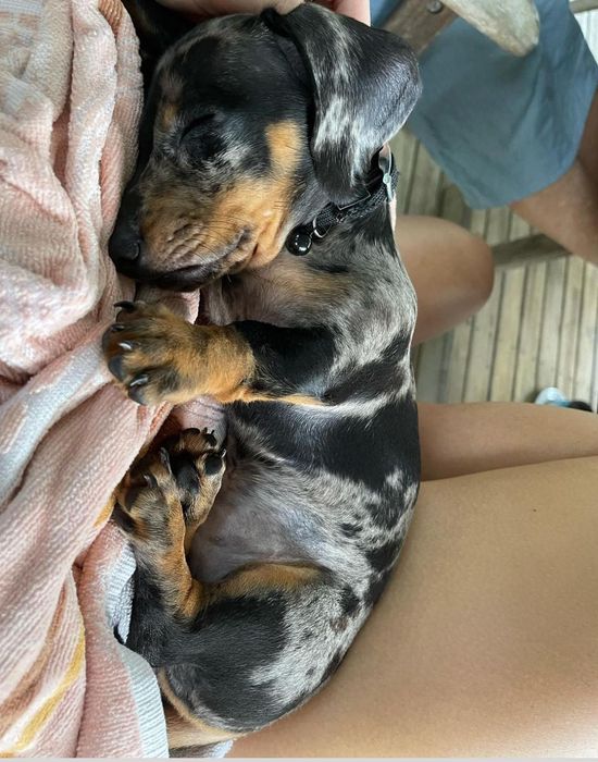 Такса міні цуценя хлопчики і дівчатка