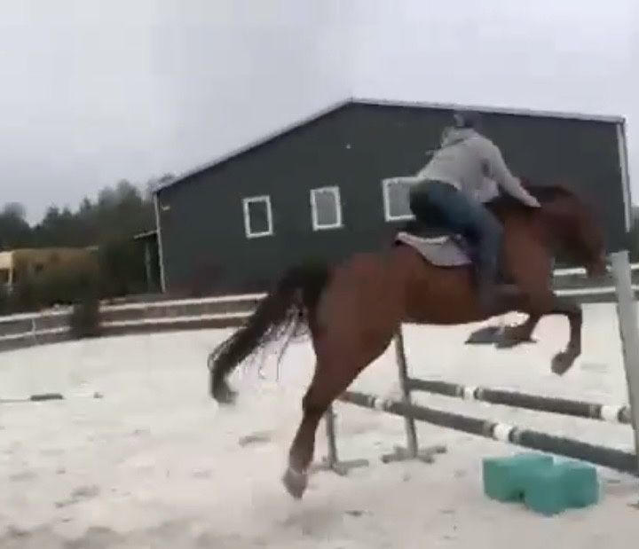 Walach HANOWERSKI małego sporu dbd RTG