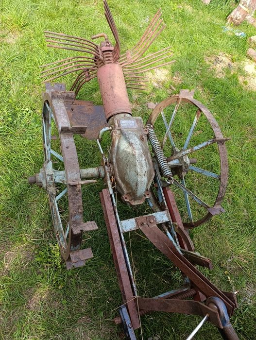 Копалина кінна, польська