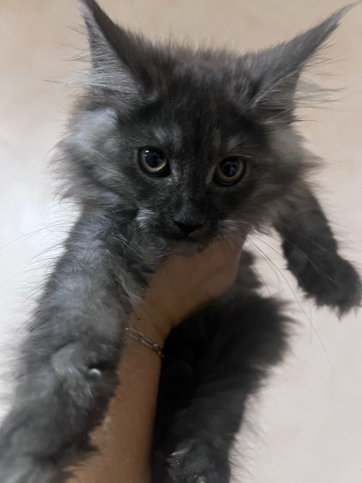 Мейн кун ,дівчинка ,чорний дим