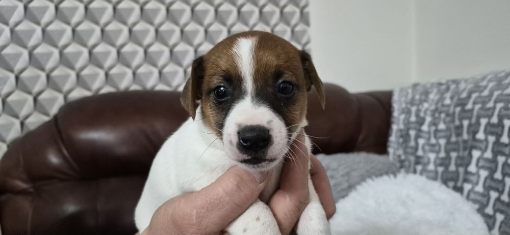 Jack russell Terrier suczka z rodowodem