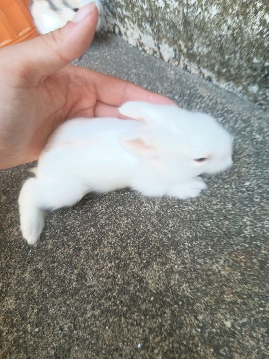 Vendo coelhos anões