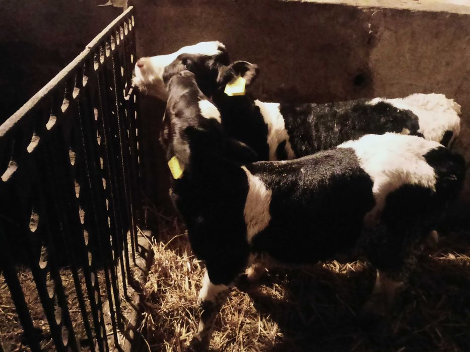 Sprzedam dwie jałóweczki