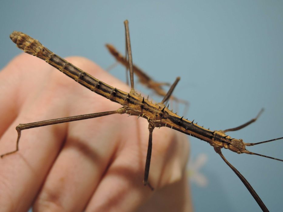 straszyki, patyczaki straszyk kolczasty Neohirasea maerens  L4-L6