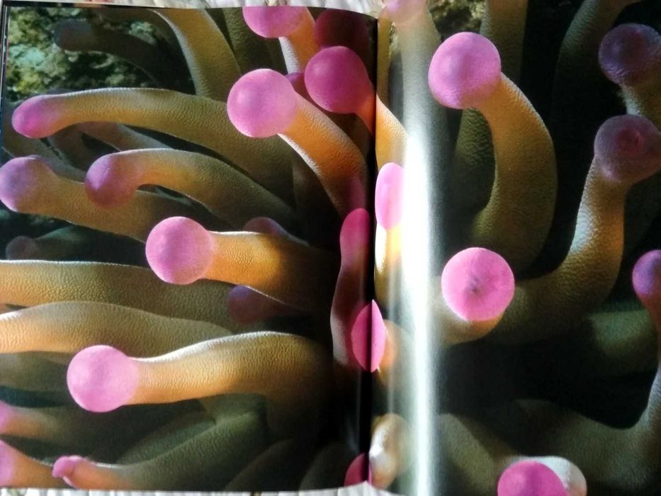 Leni Riefenstahl - Cinco Vidas (Taschen / porte incluído)