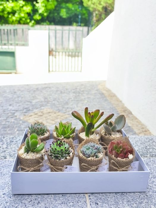 Catos e suculentas