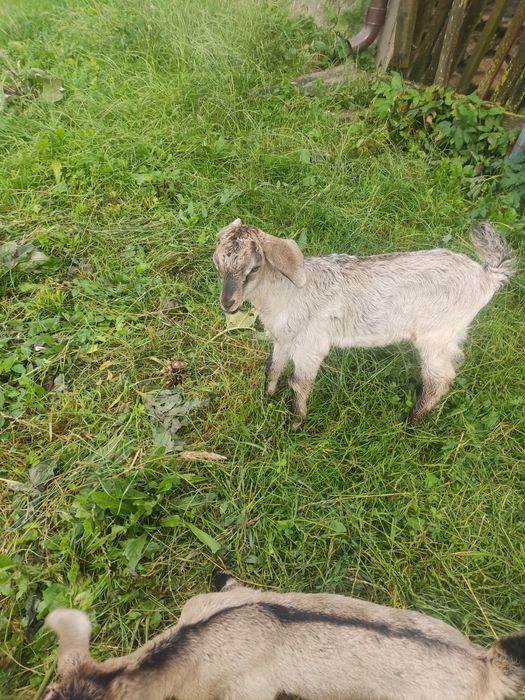 Продається цап ангелнубійский 1 місяць