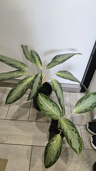 В продажі аглонеми