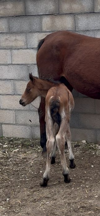 Poldro 10 meses arabe