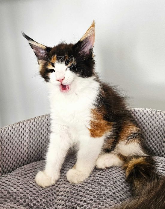 Kotka Maine Coon
