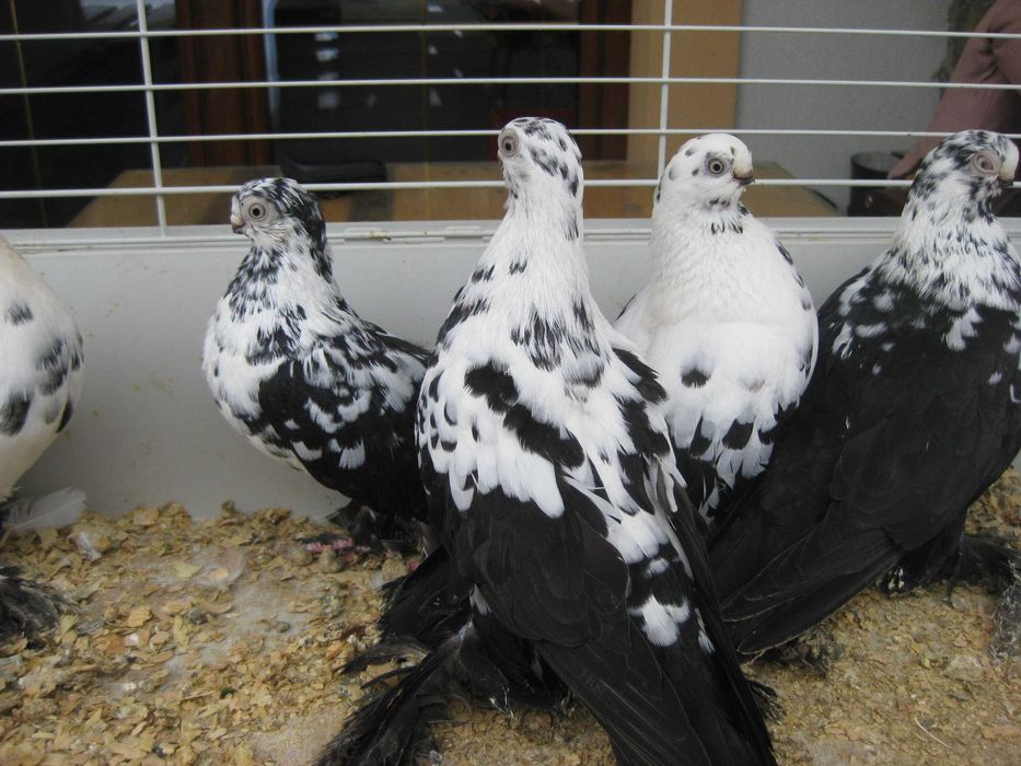 Gołębie Motyle czarne