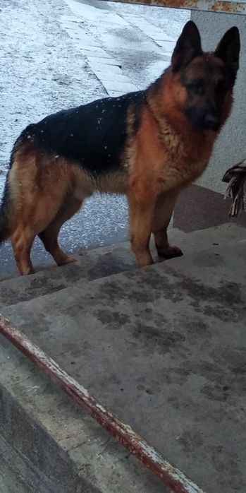 В'язка німецької вівчарки.