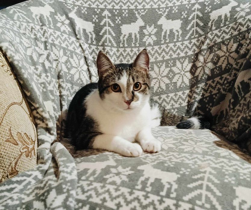 Uroczy Michaś szuka domku