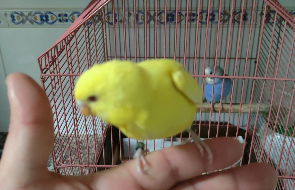 Periquitos domésticados