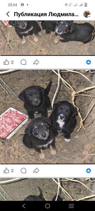 Щенки та кошенята в добрі руки