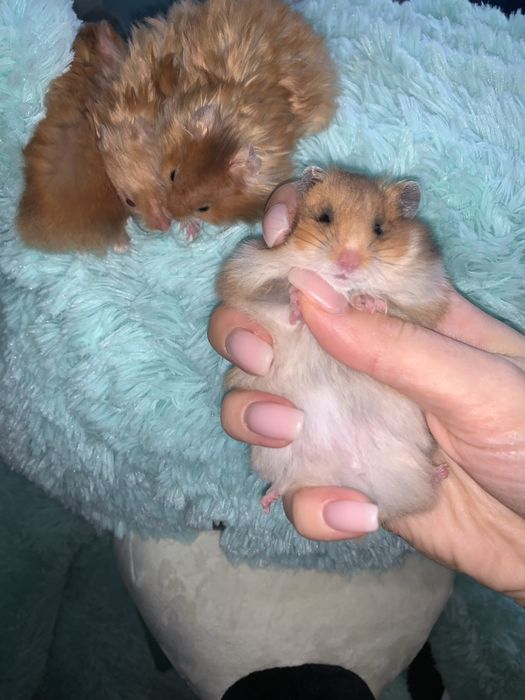 Хомяк хомячки Ангорки Терміново не кусають  Не джунгарики хоʼмяк Сатин