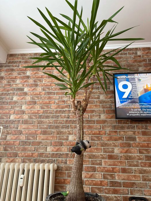 Palma Juka/Yucca 2,5m w doniczce